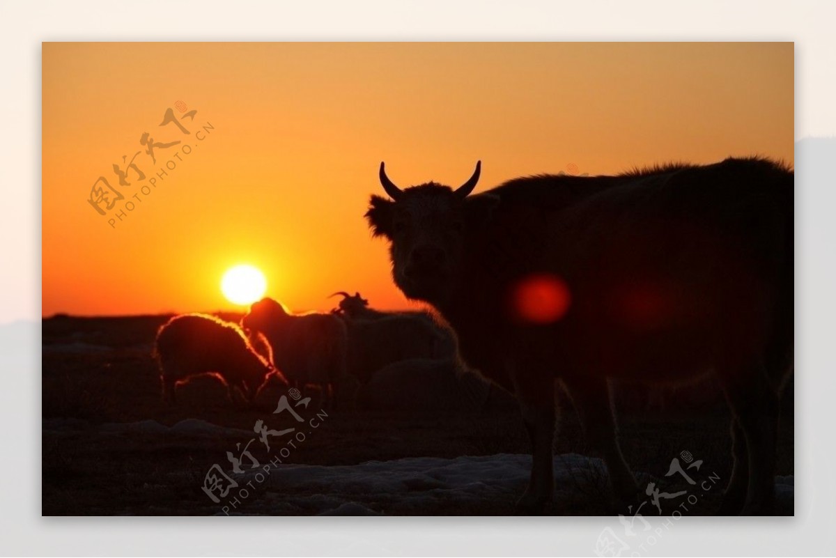 牛欲夕阳图片