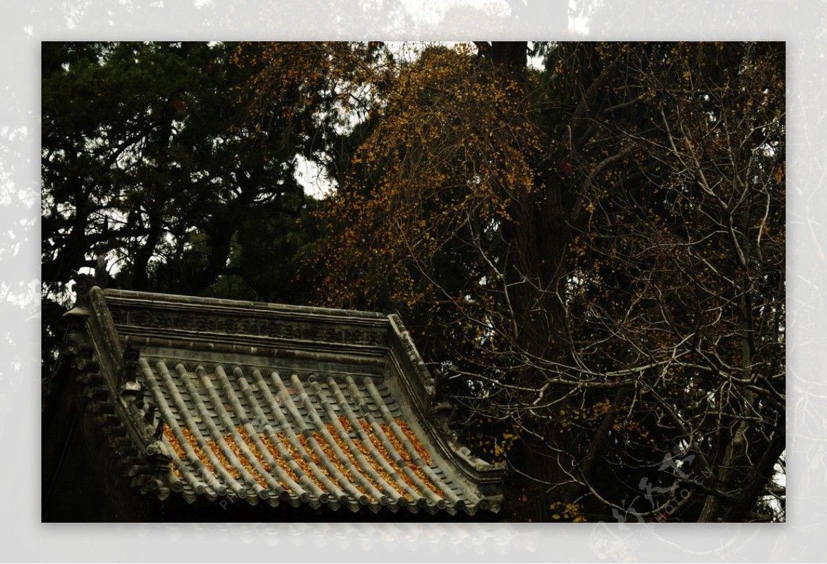 屋檐上的落叶图片