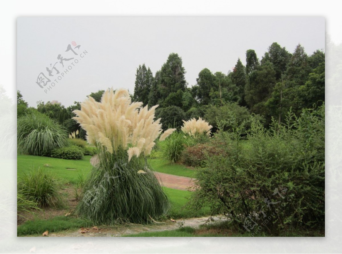 中山植物园图片