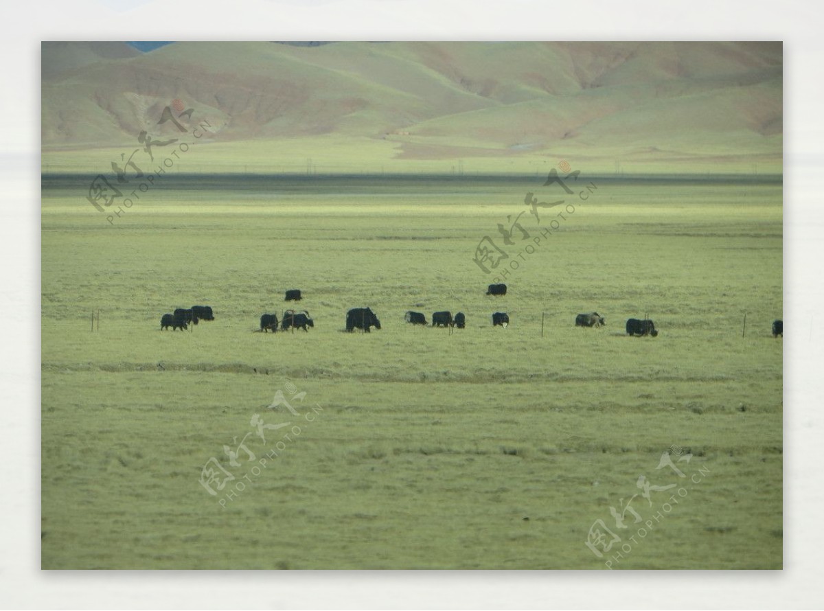 冬天的牦牛与草原图片