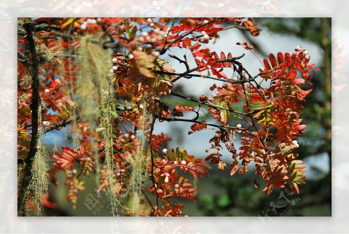 秋实与松萝图片