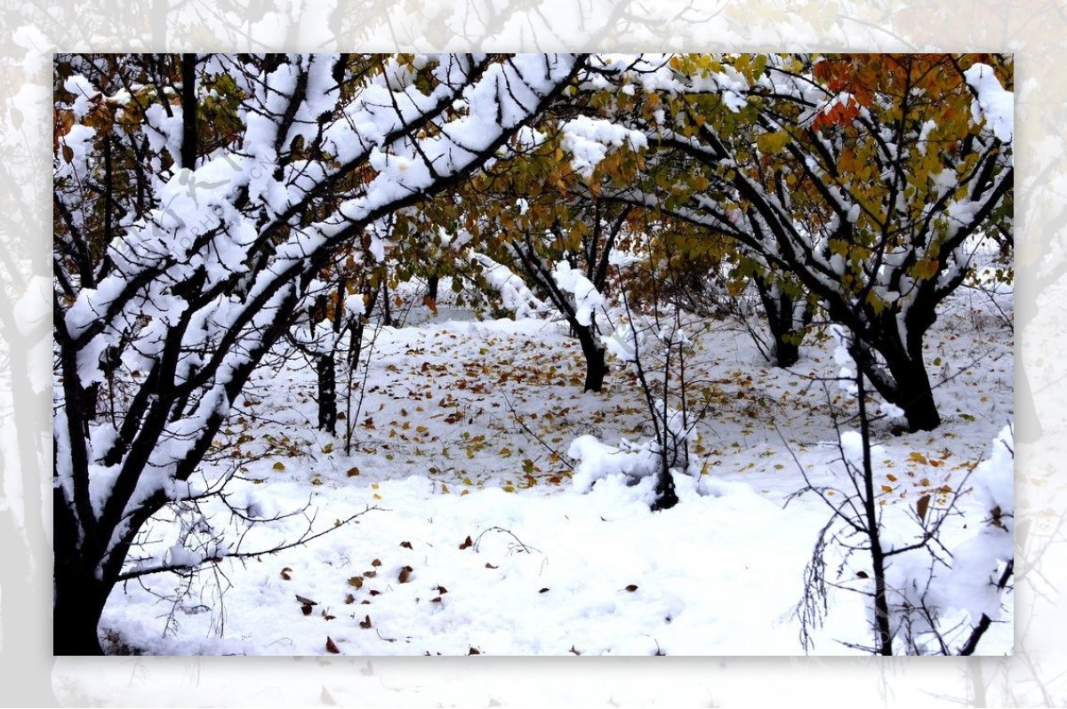 雪后图片