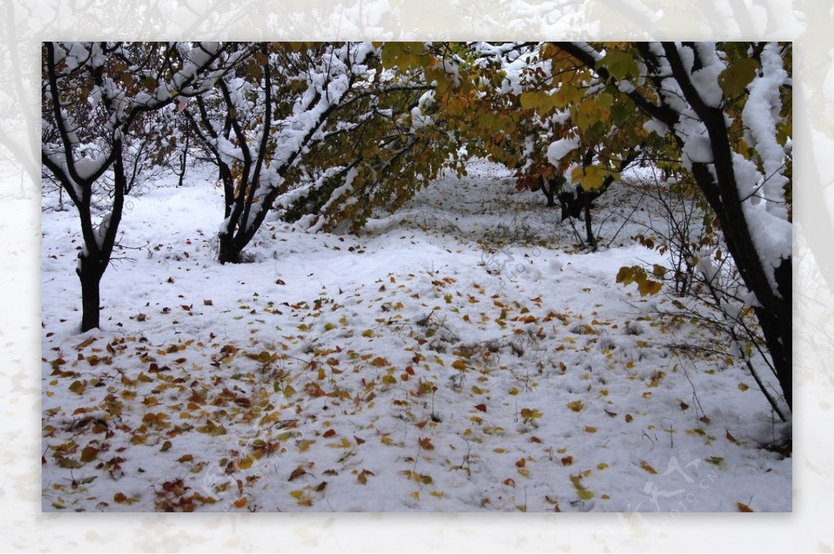 雪后图片