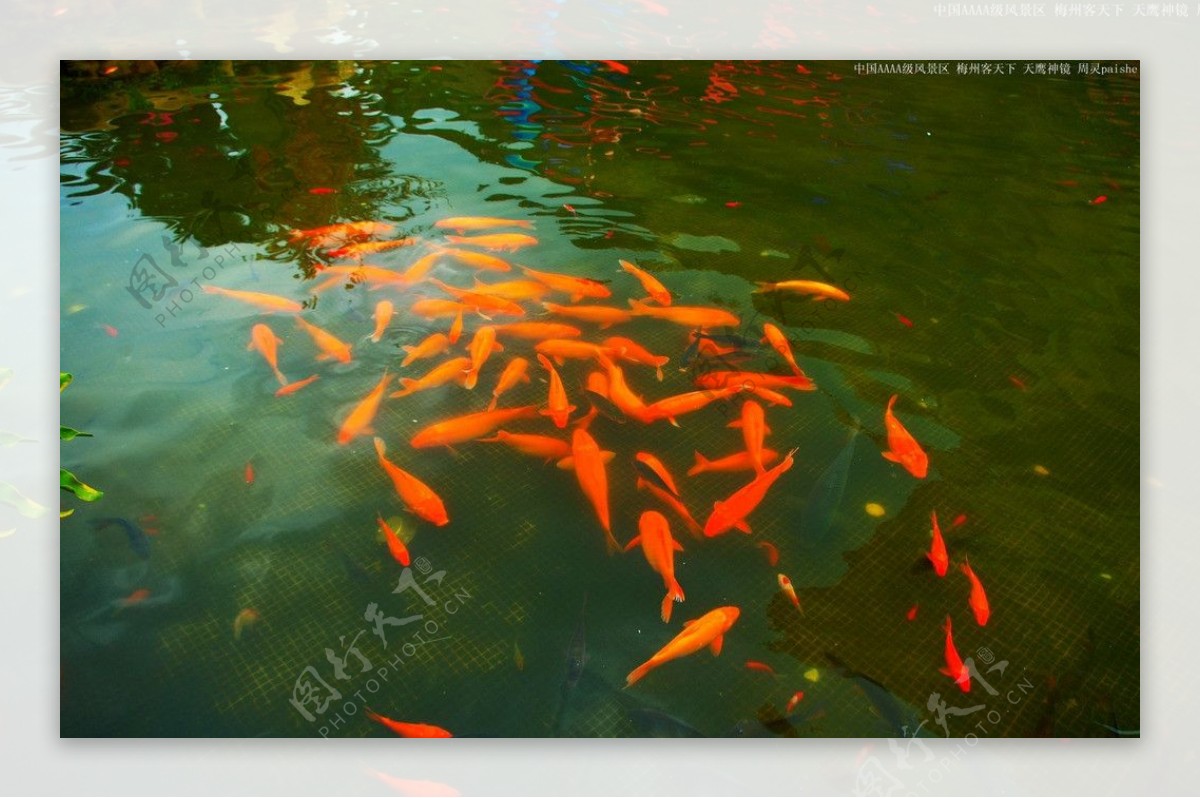 池塘里饲养的红鲤鱼摄影图__鱼类_生物世界_摄影图库_昵图网nipic.com