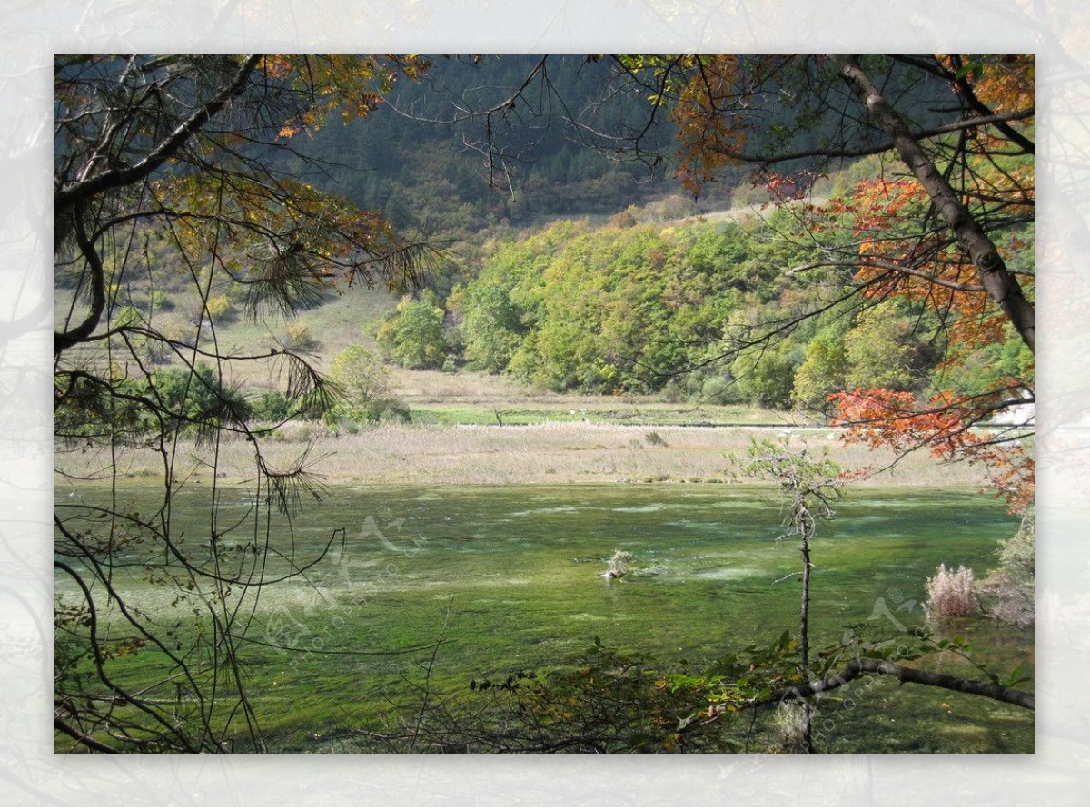 芦苇海自然风景图片