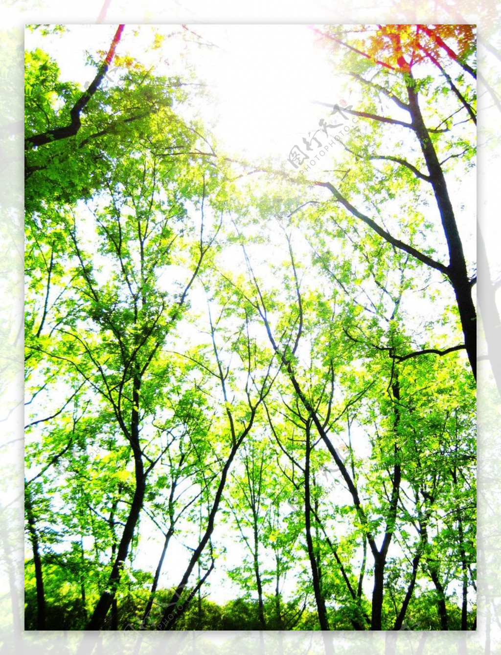 春天树林图片
