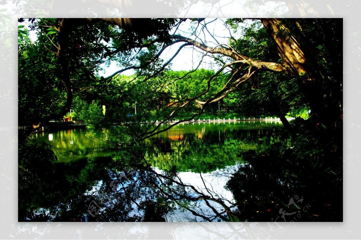 清湖秀色绿影光辉图片