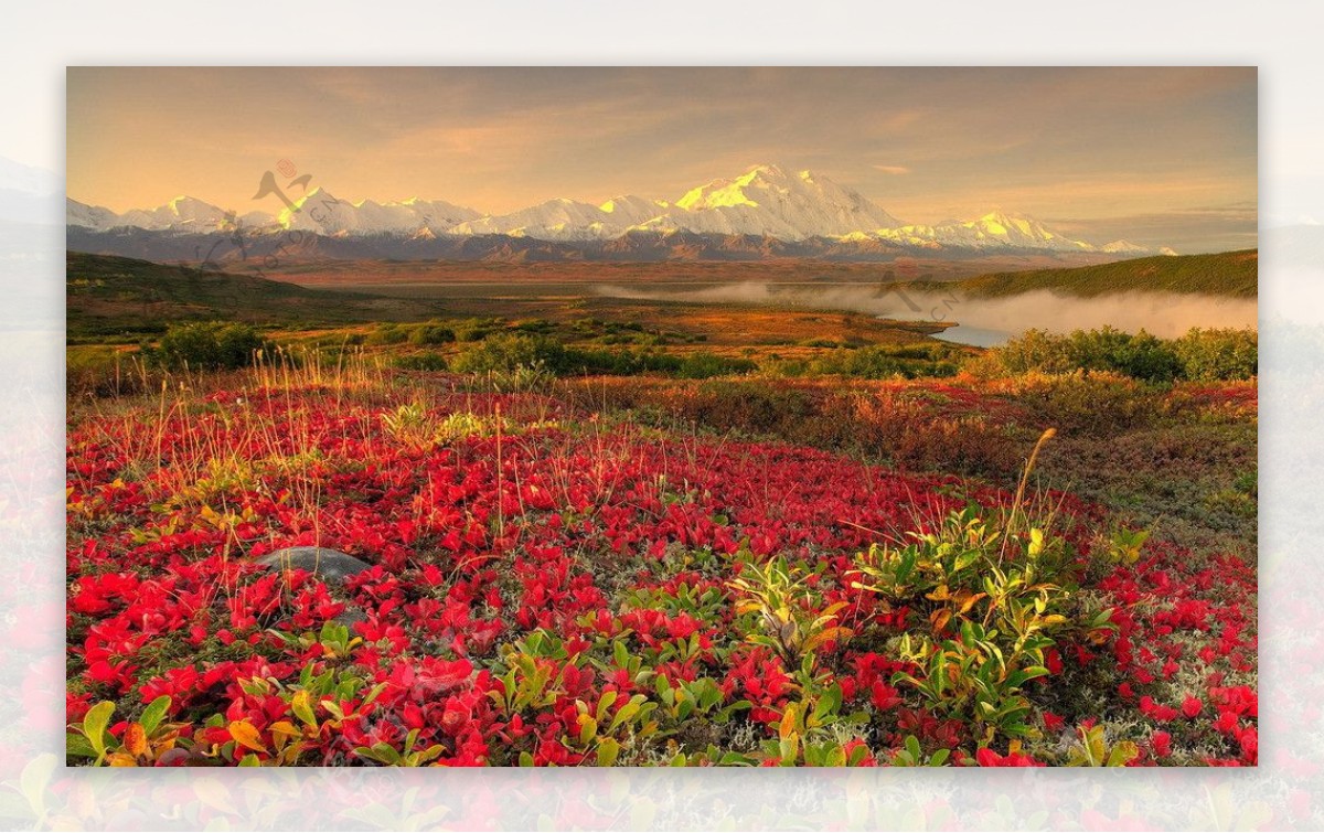红色花毯美景图片