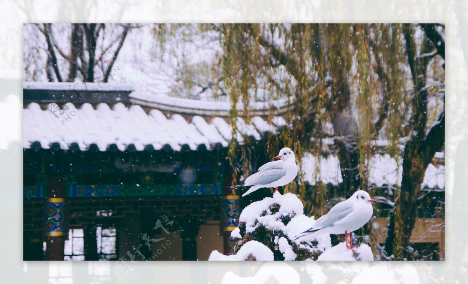 雪中海鸥图片