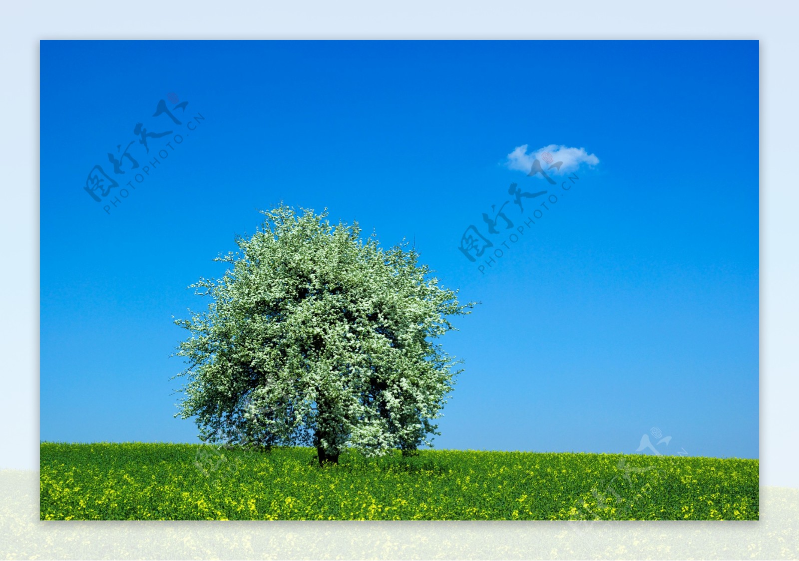 蓝天白云绿野草地大树图片