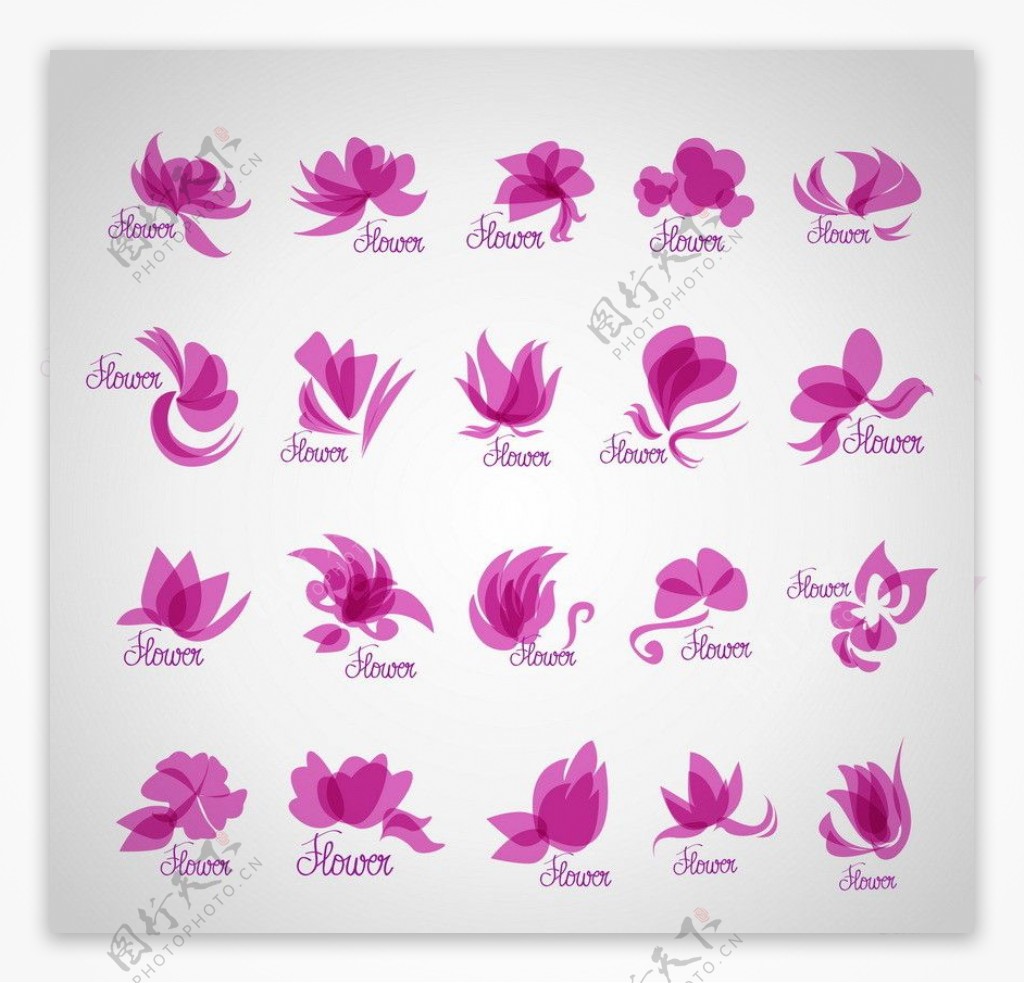 紫色花卉花朵图片