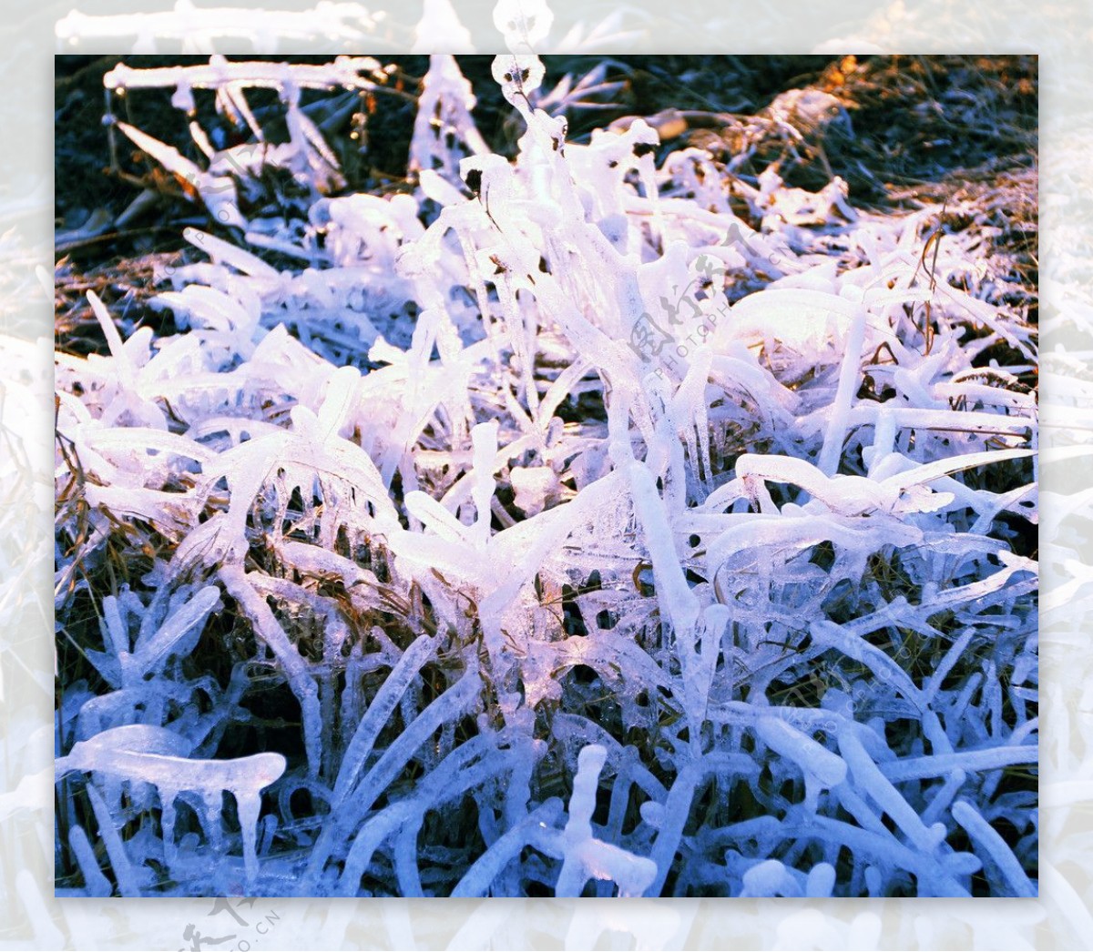 冰挂水晶花图片
