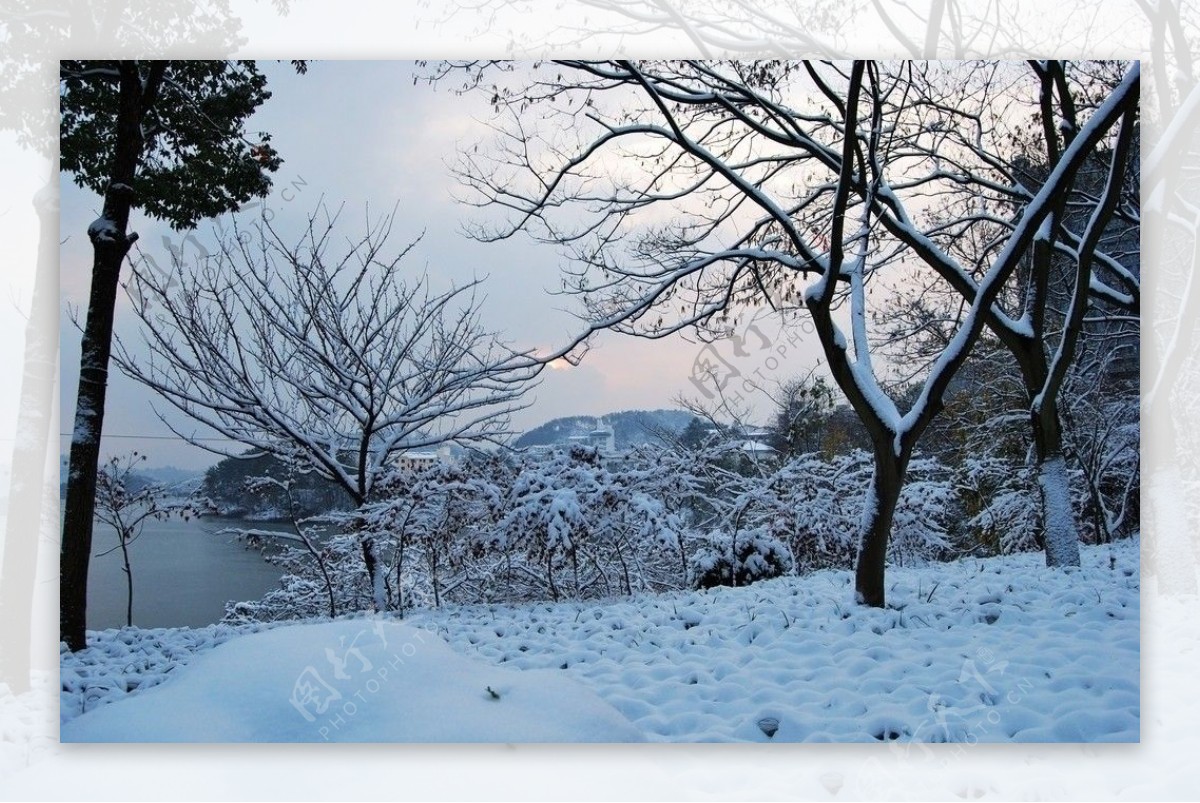 早晨的雪图片