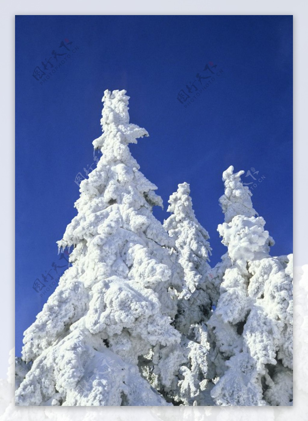 冬季树上雪景图片