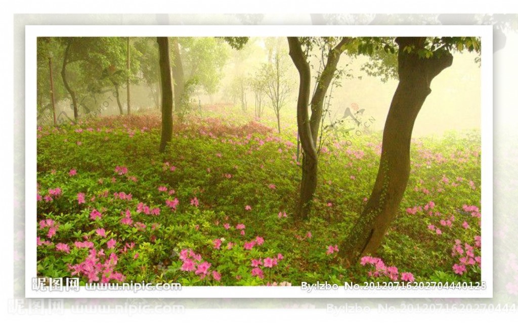 雾雨花丛图片
