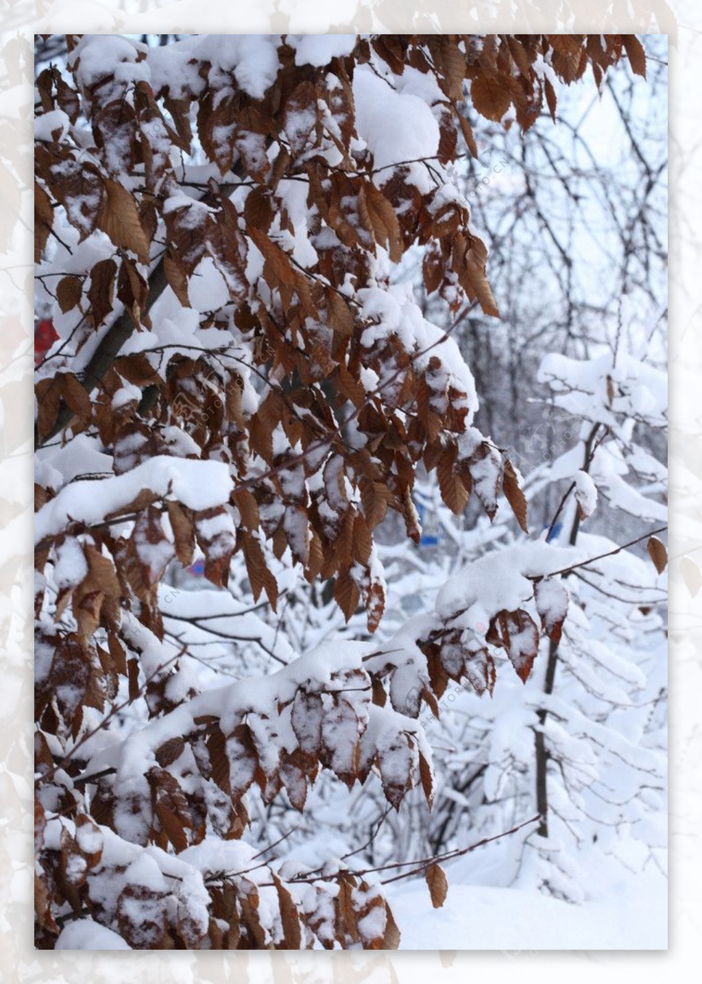 冬季雪景高清图片