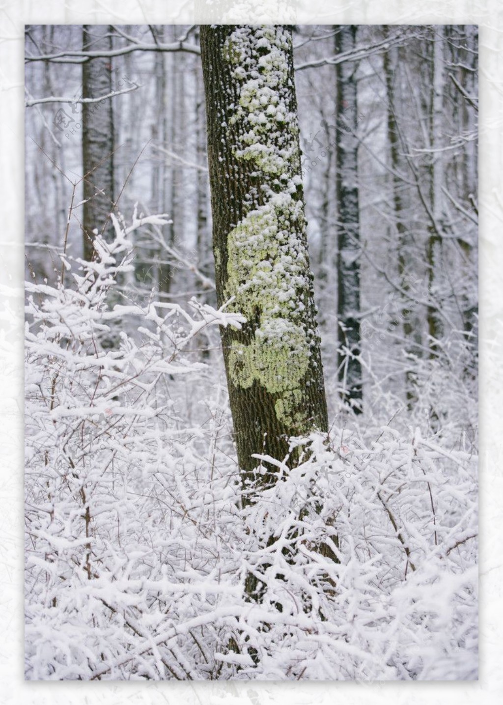 冬季雪景高清图片