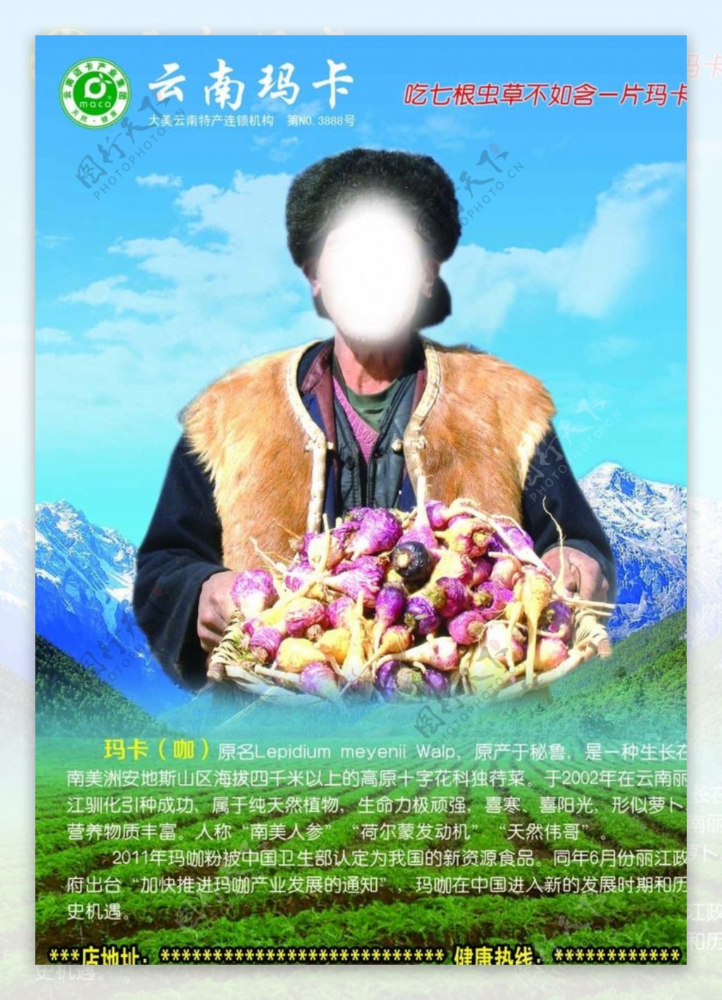 云南玛卡宣传彩页图片