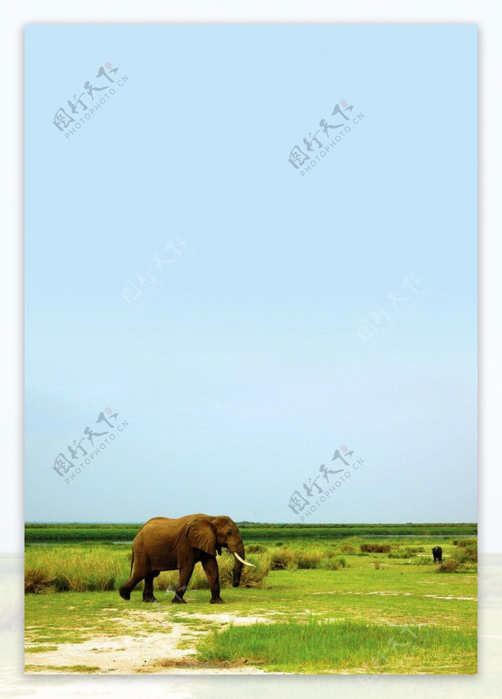 草原大象图片