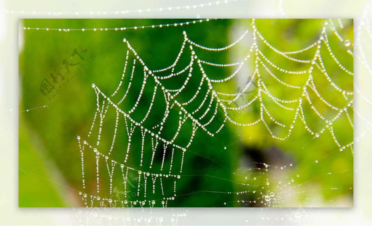 满是水珠的蜘蛛网图片
