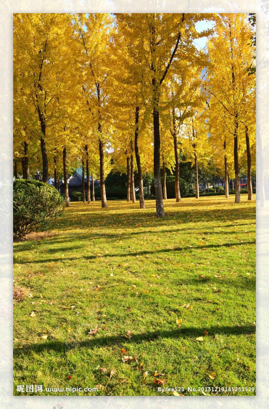 秋天的银杏林图片