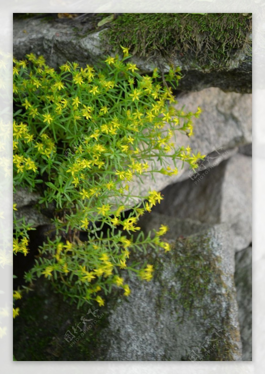 小黄花与石头图片