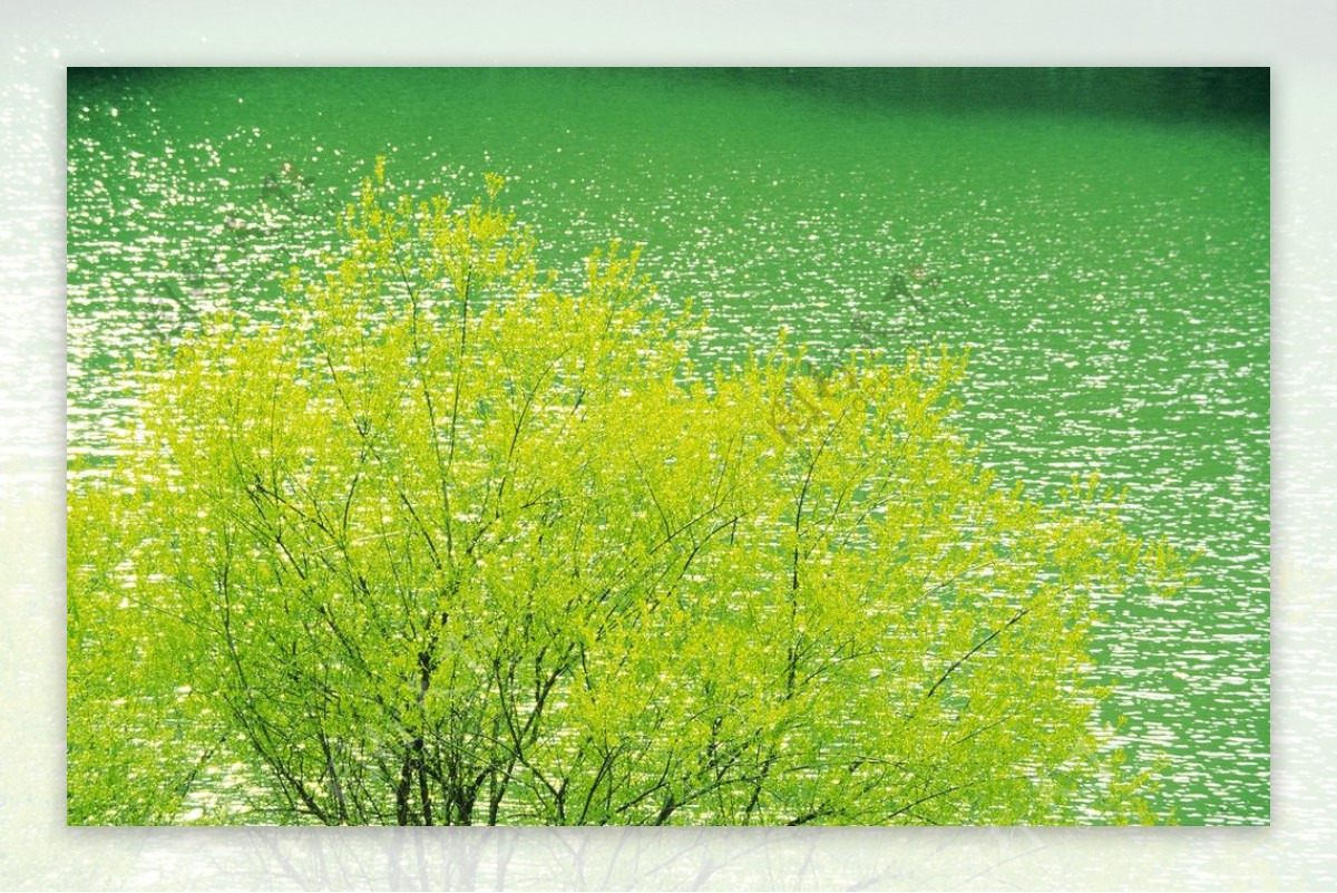 湖边的小树图片