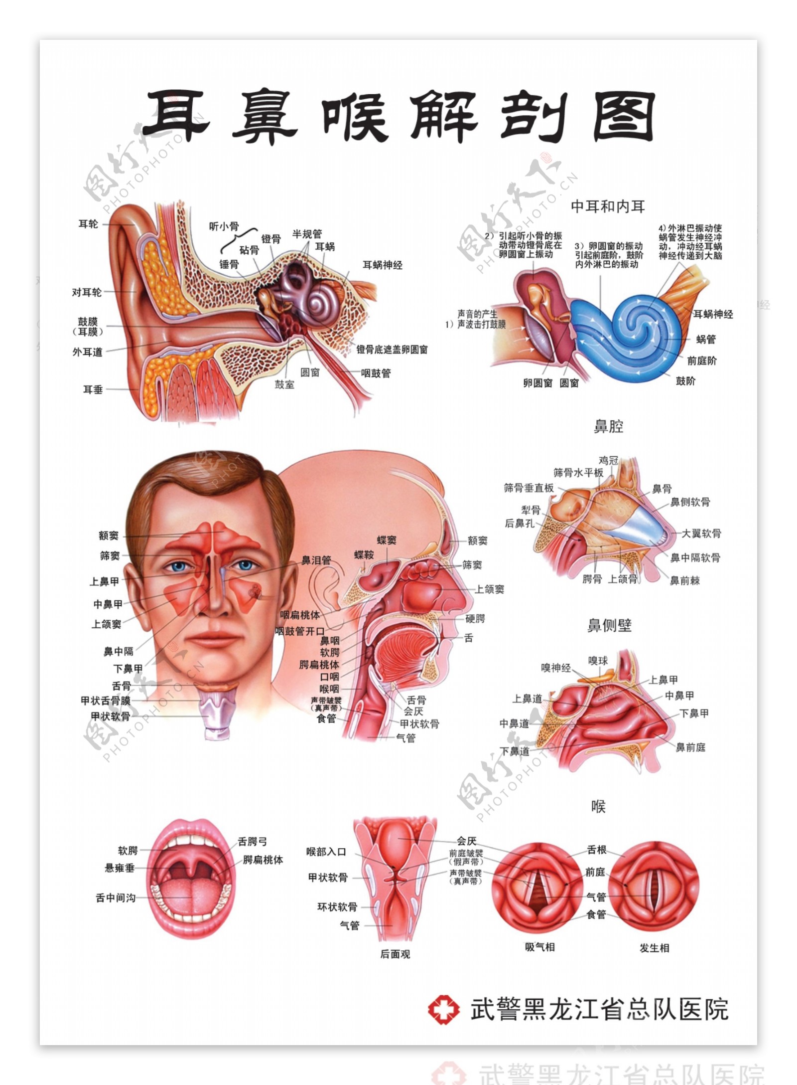 耳鼻喉解剖结构图片