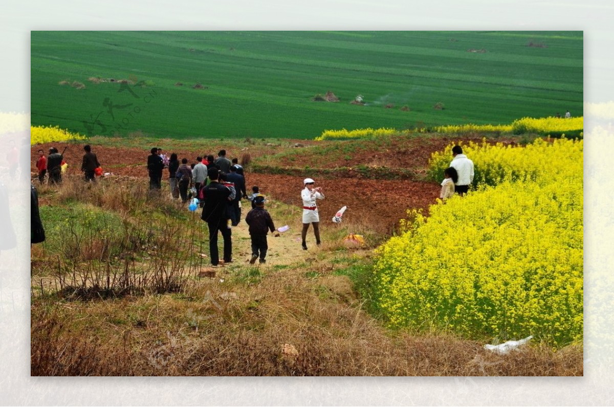 山野的菜花图片