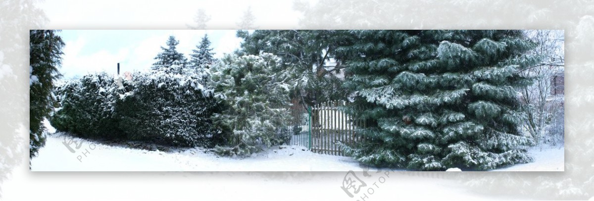 冬天风景树图片