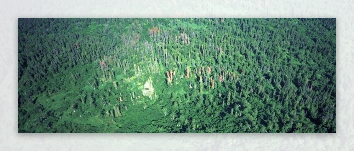 森林全景图片