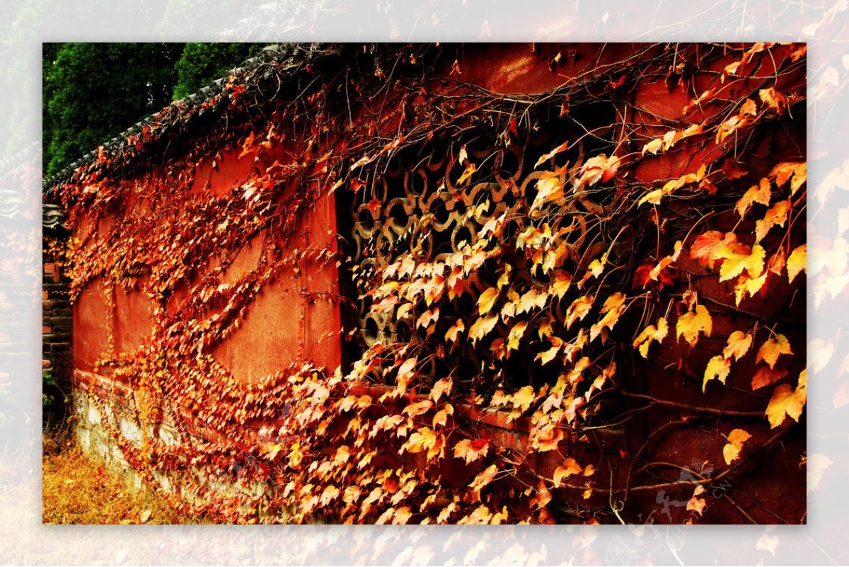 秋殇红叶落叶图片