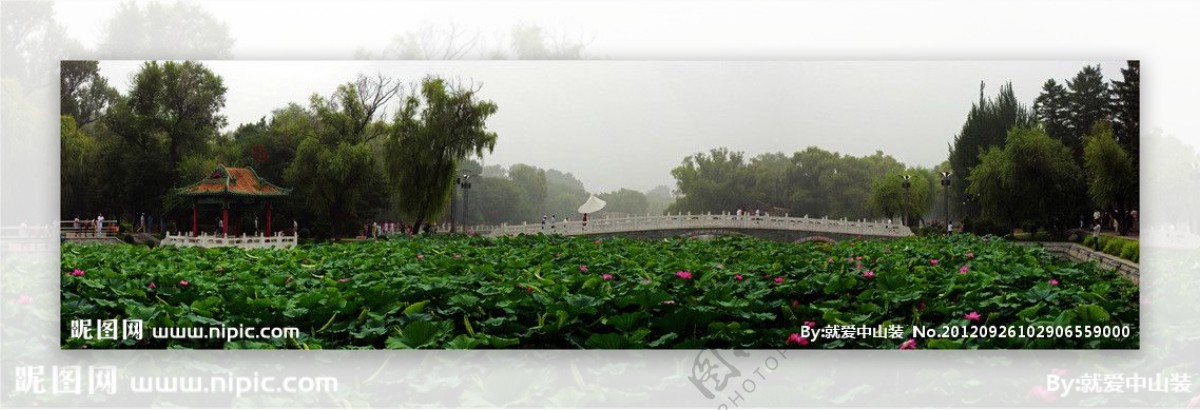 雨后荷花图片