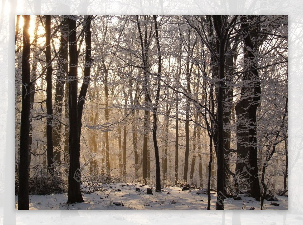 秋色树林雪地阳光图片