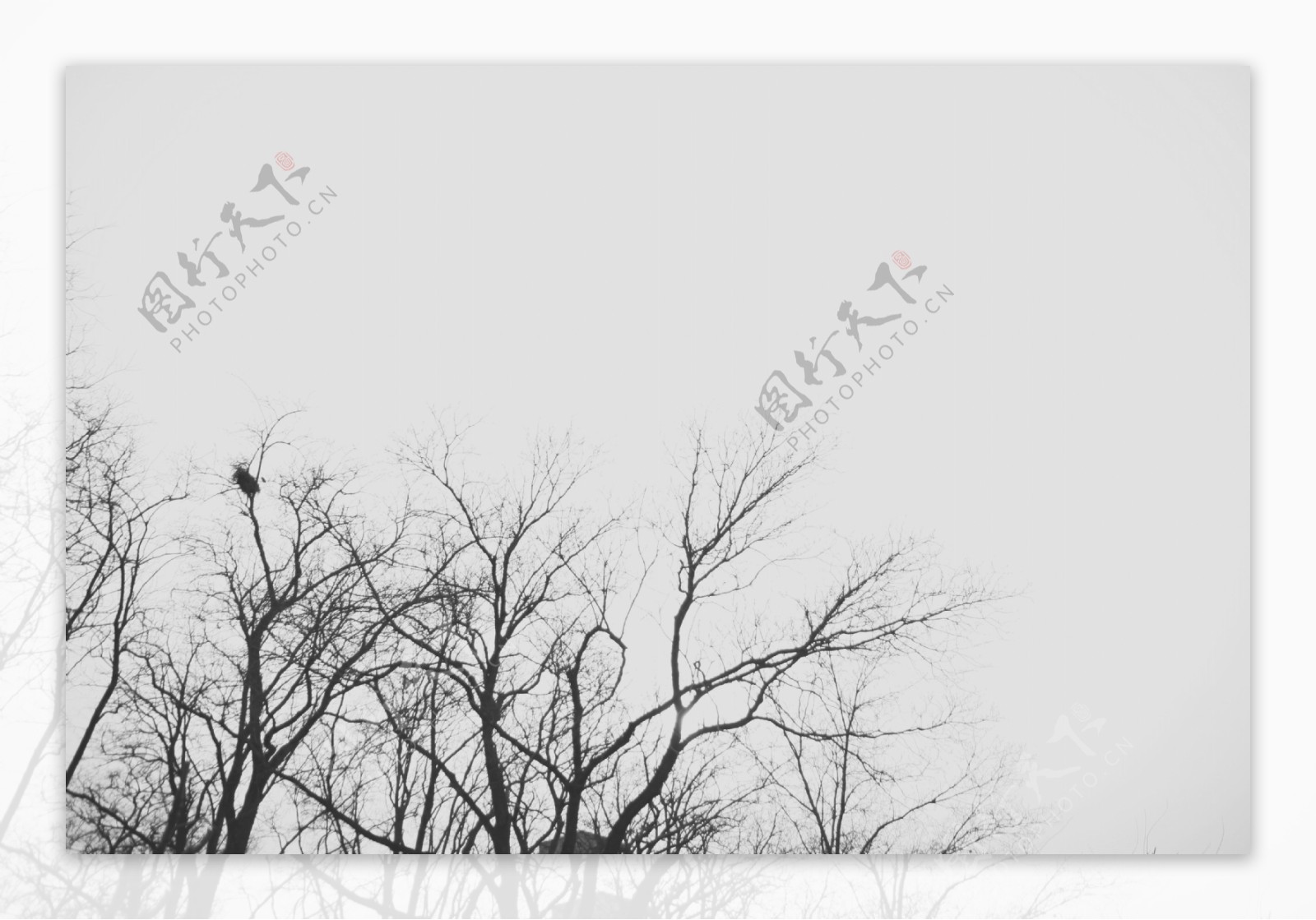 灰淡的树1图片