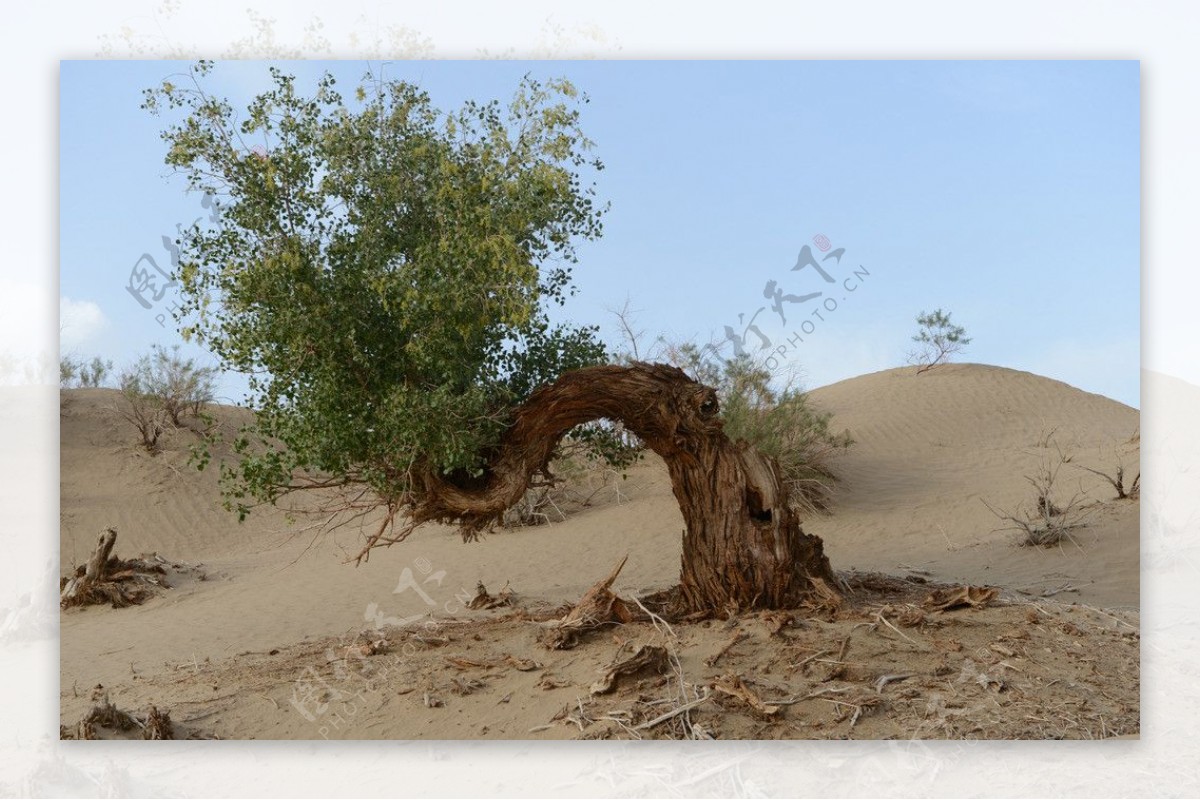 塔克拉玛干大沙漠摄影图片