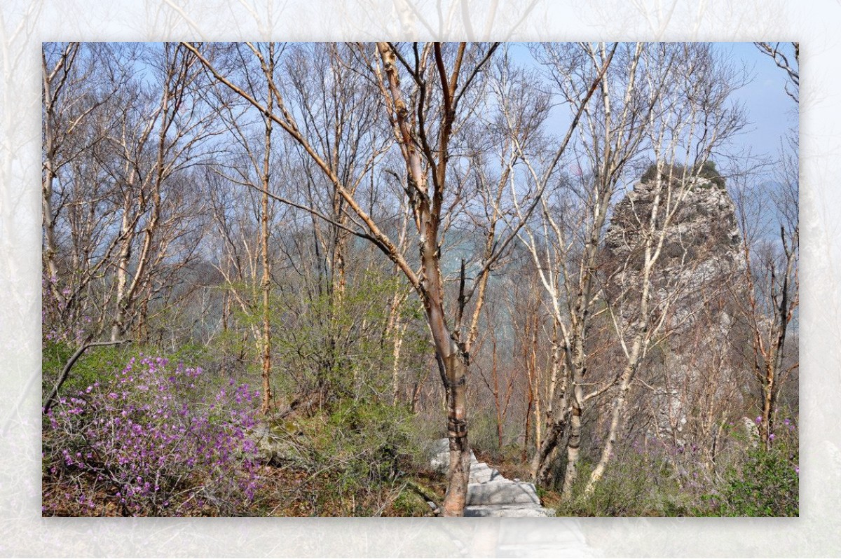红桦树杜鹃花图片