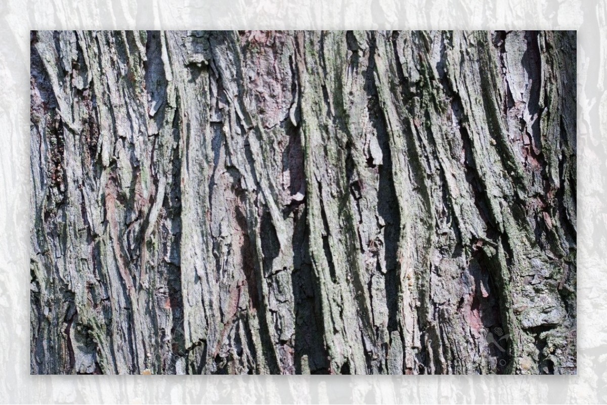 条状树皮图片