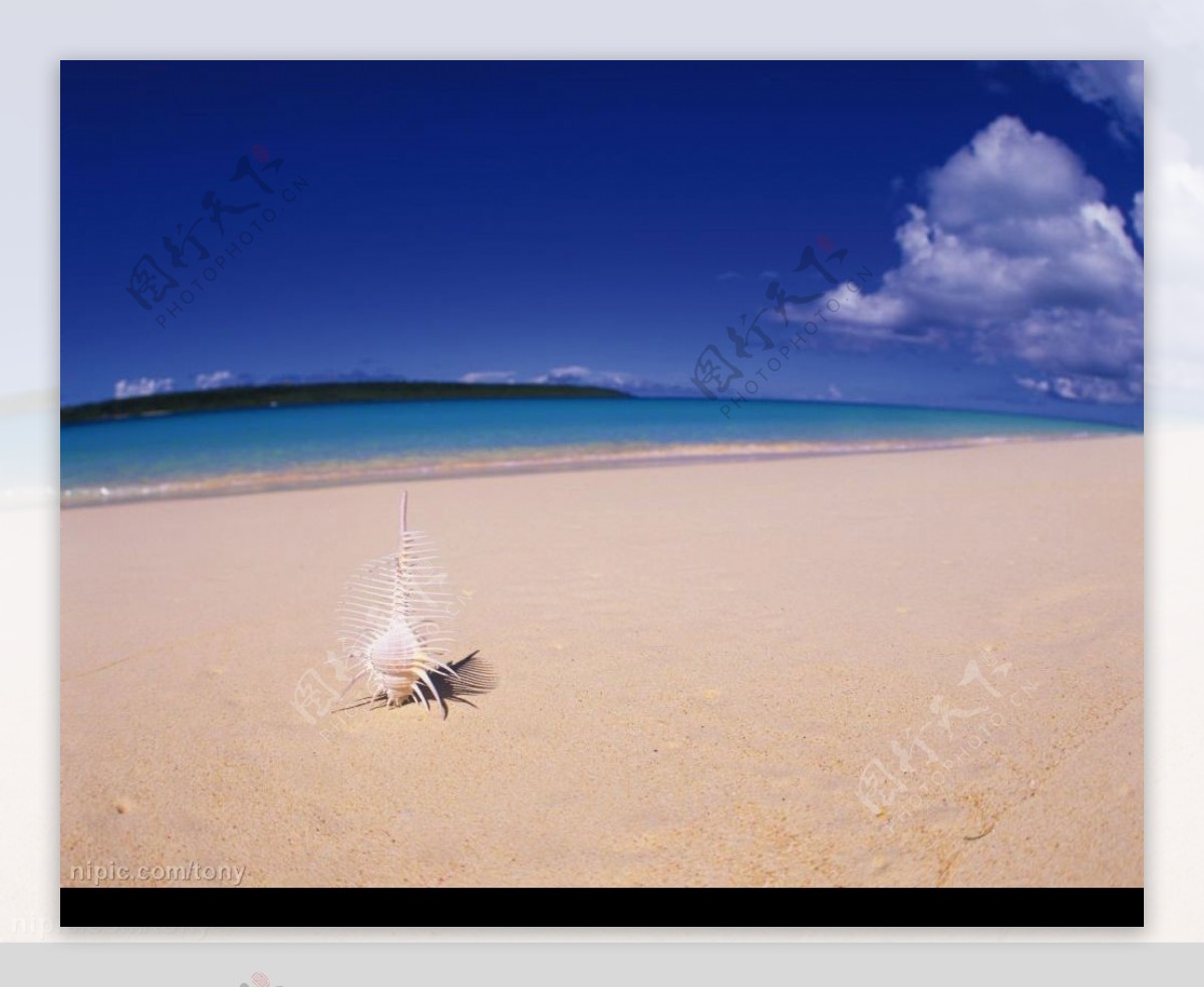 贝壳躺在沙滩上图片