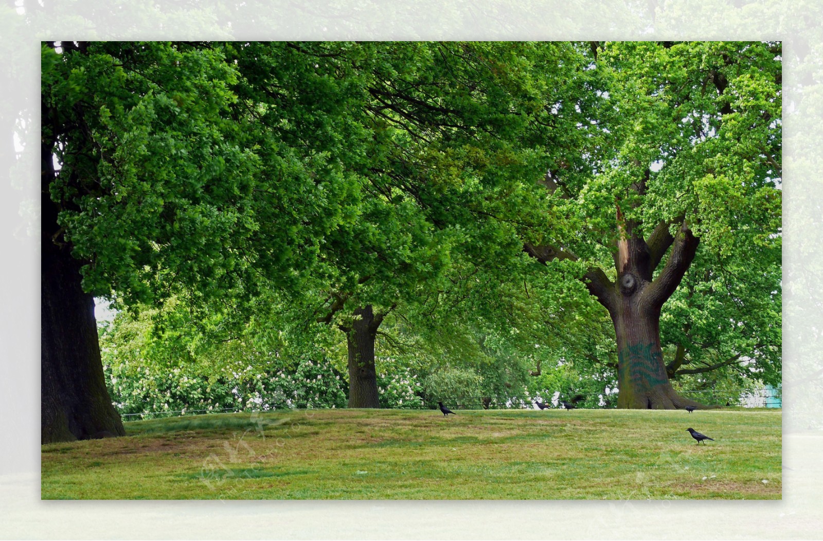绿色大树风景图摄影图JPG图片