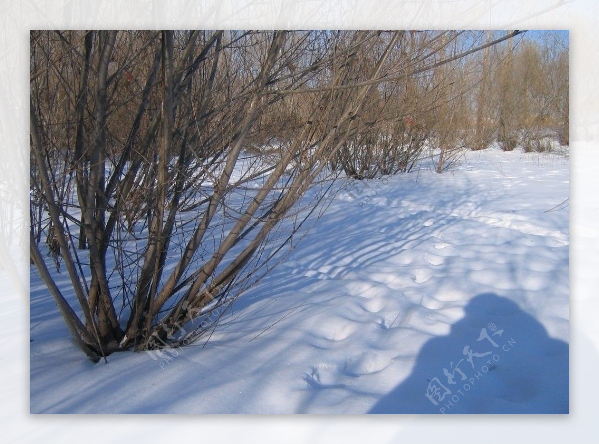 冬雪小景图片