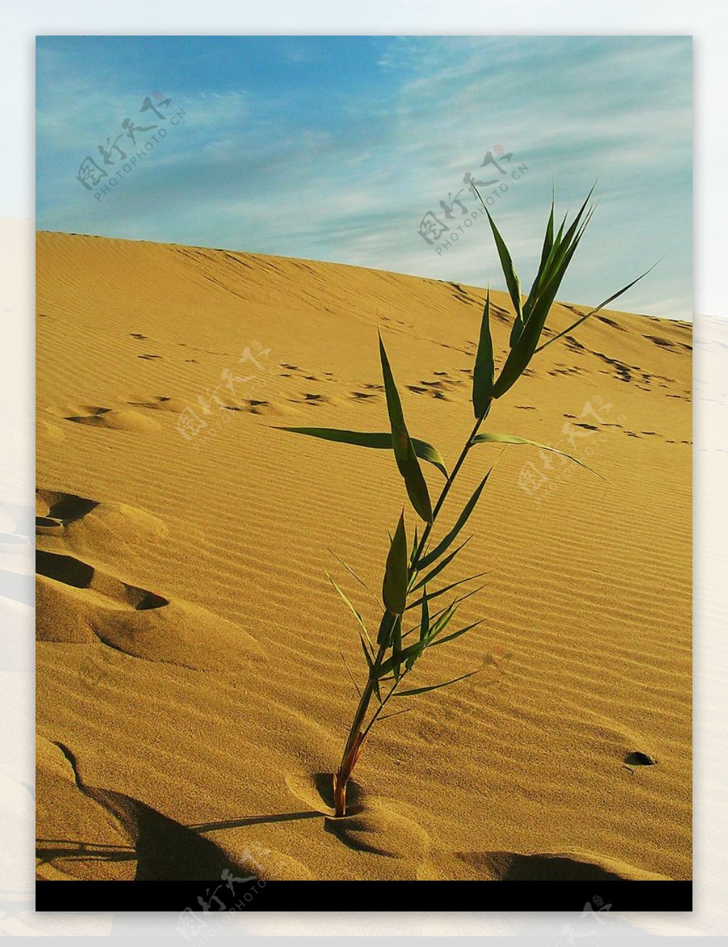 沙漠小草图片