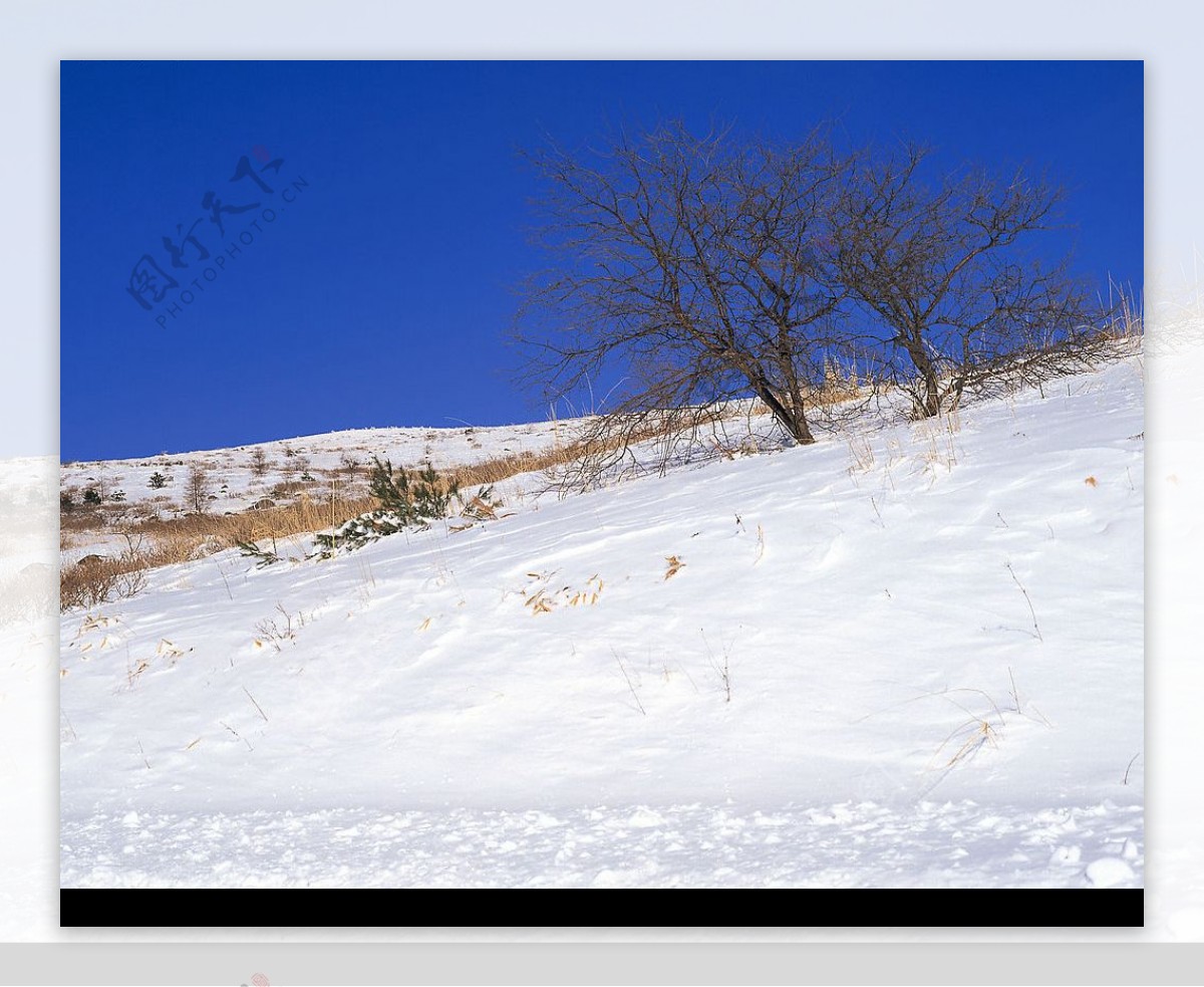 白色冬景草地树斜坡雪地图片