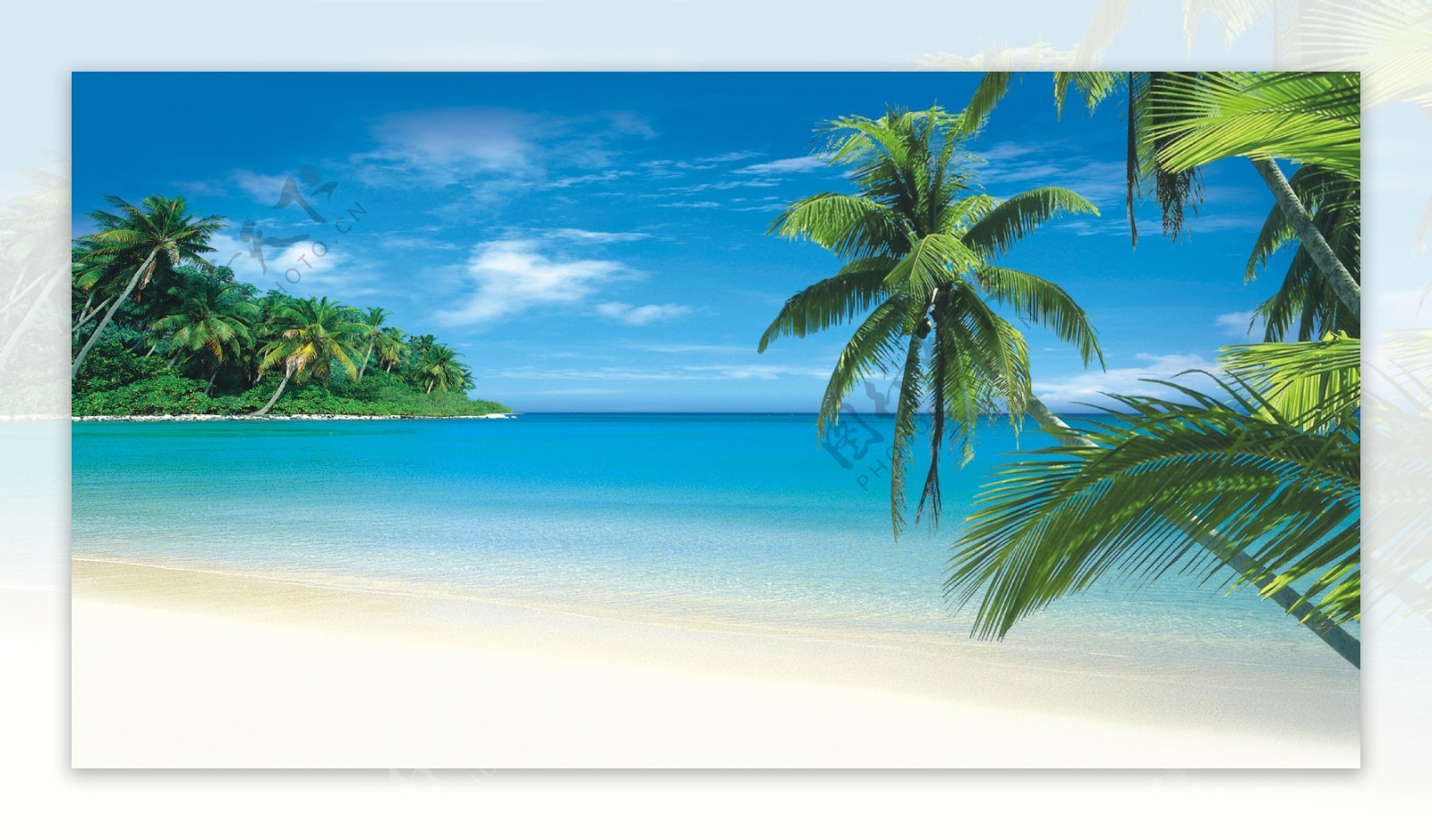 湛蓝海天椰树图片
