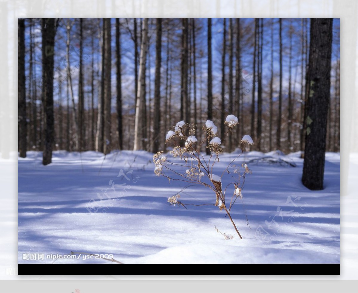 白色冬景雪小草树图片