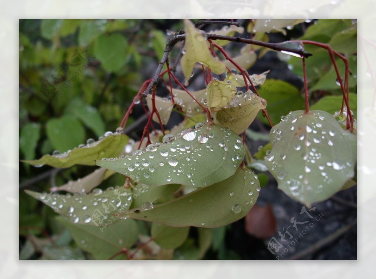 雨后露珠图片