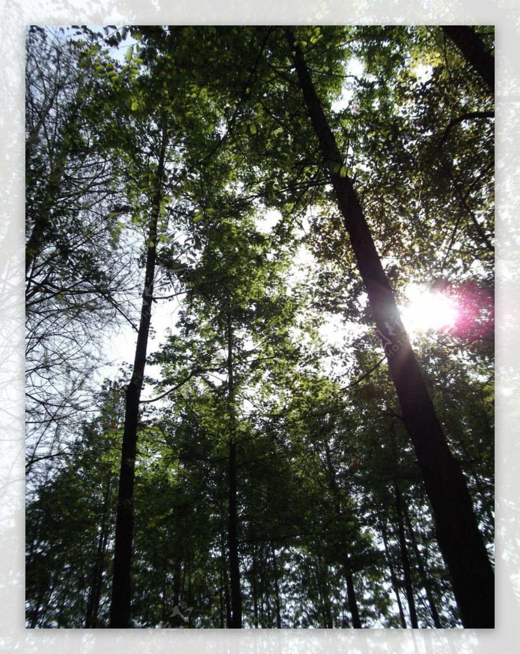 水杉树林里的阳光图片