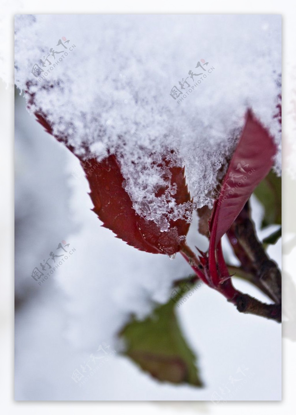 雪与树叶图片