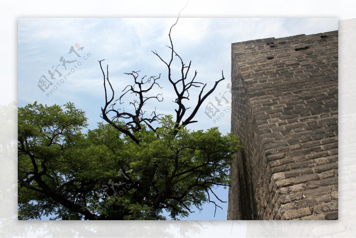 北京崇文门的明城墙和古树图片