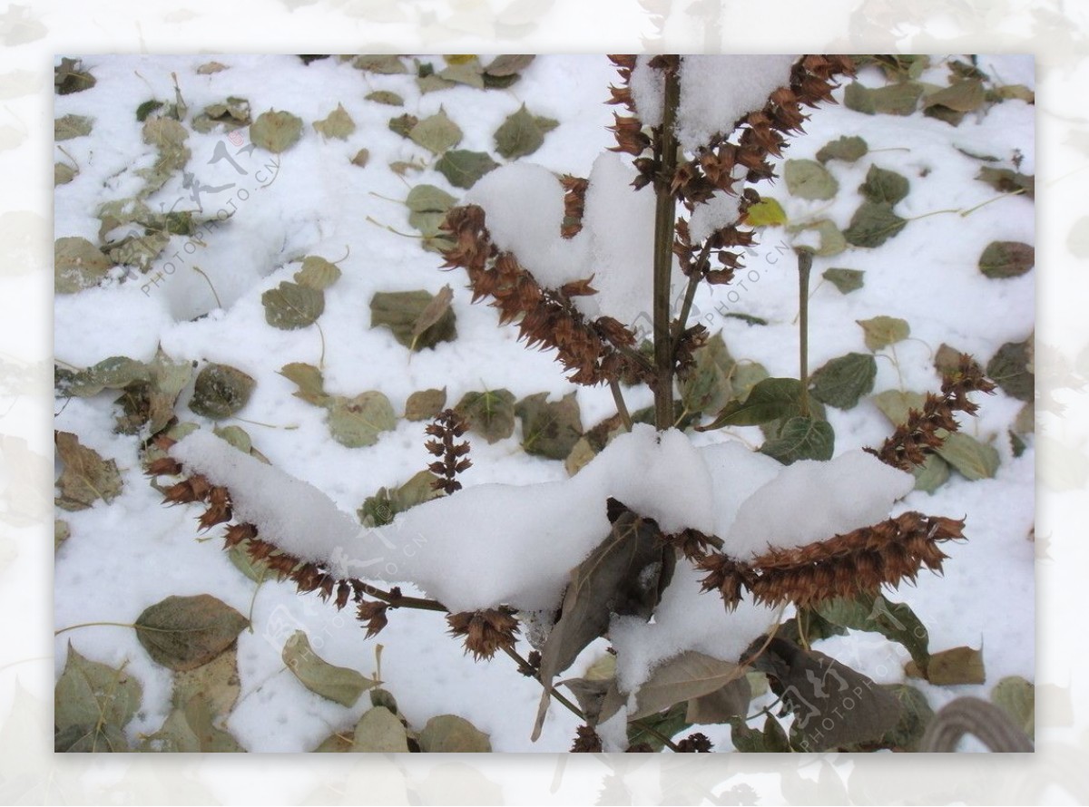 雪景图片